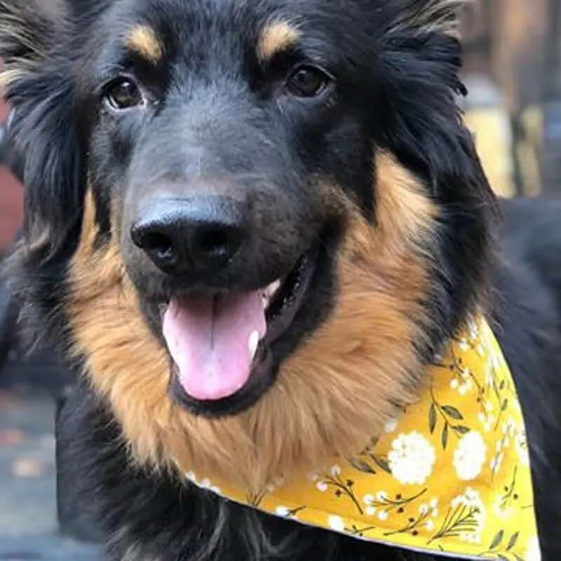Bibby Bubby Bandana - Mustard Floral