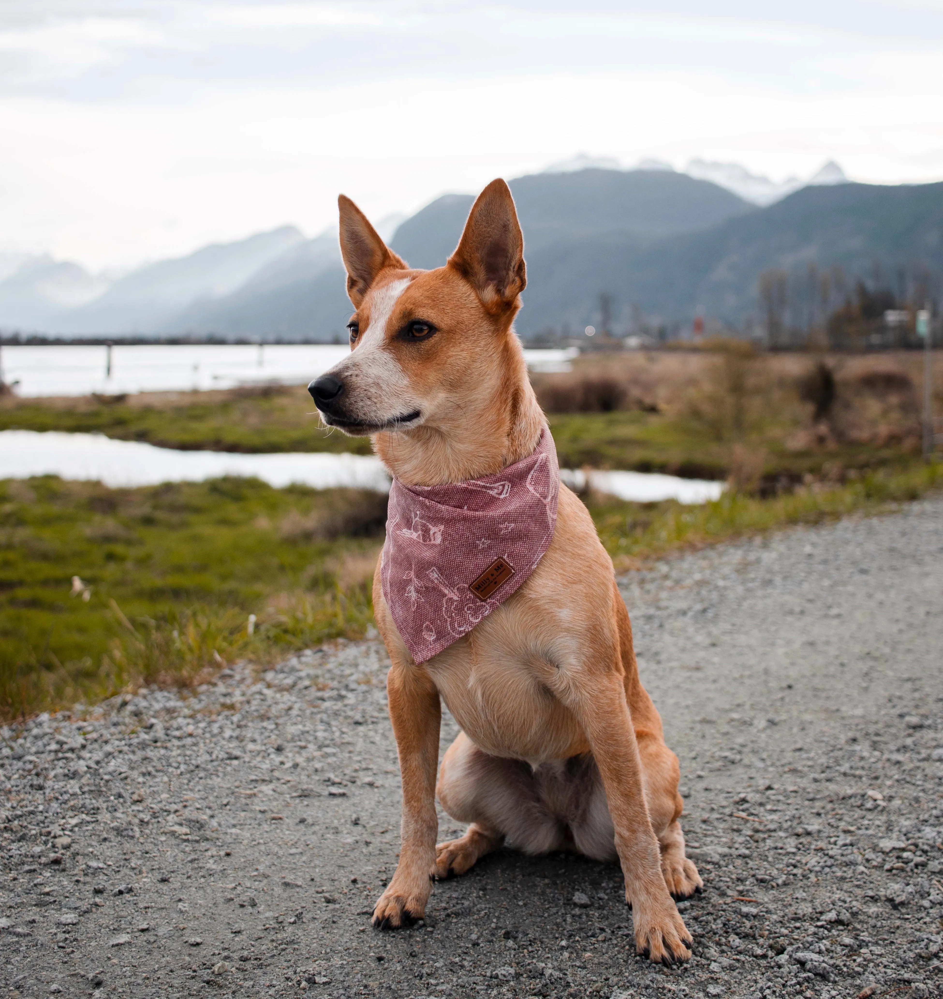 Dusty Rose Camping - Pet Bandana