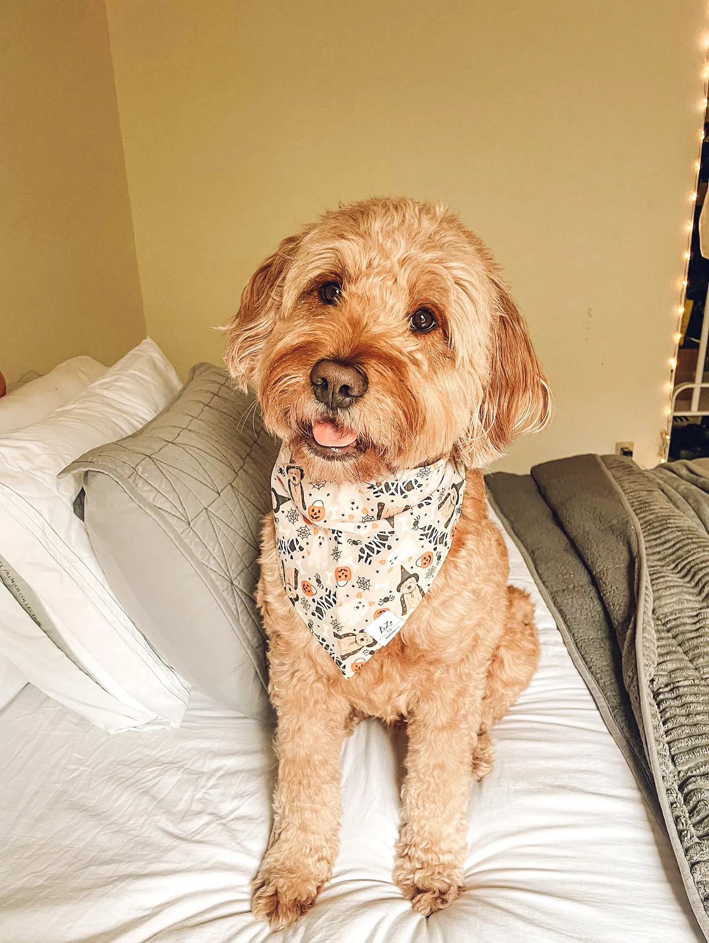 Holiday Bandana Mystery Bundle