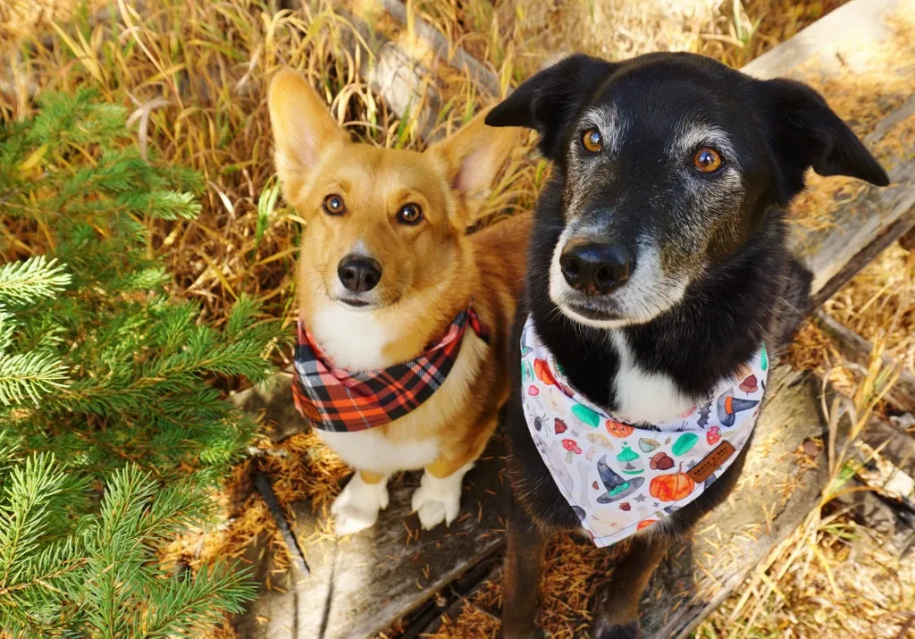 Howl-ween - Pet Bandana