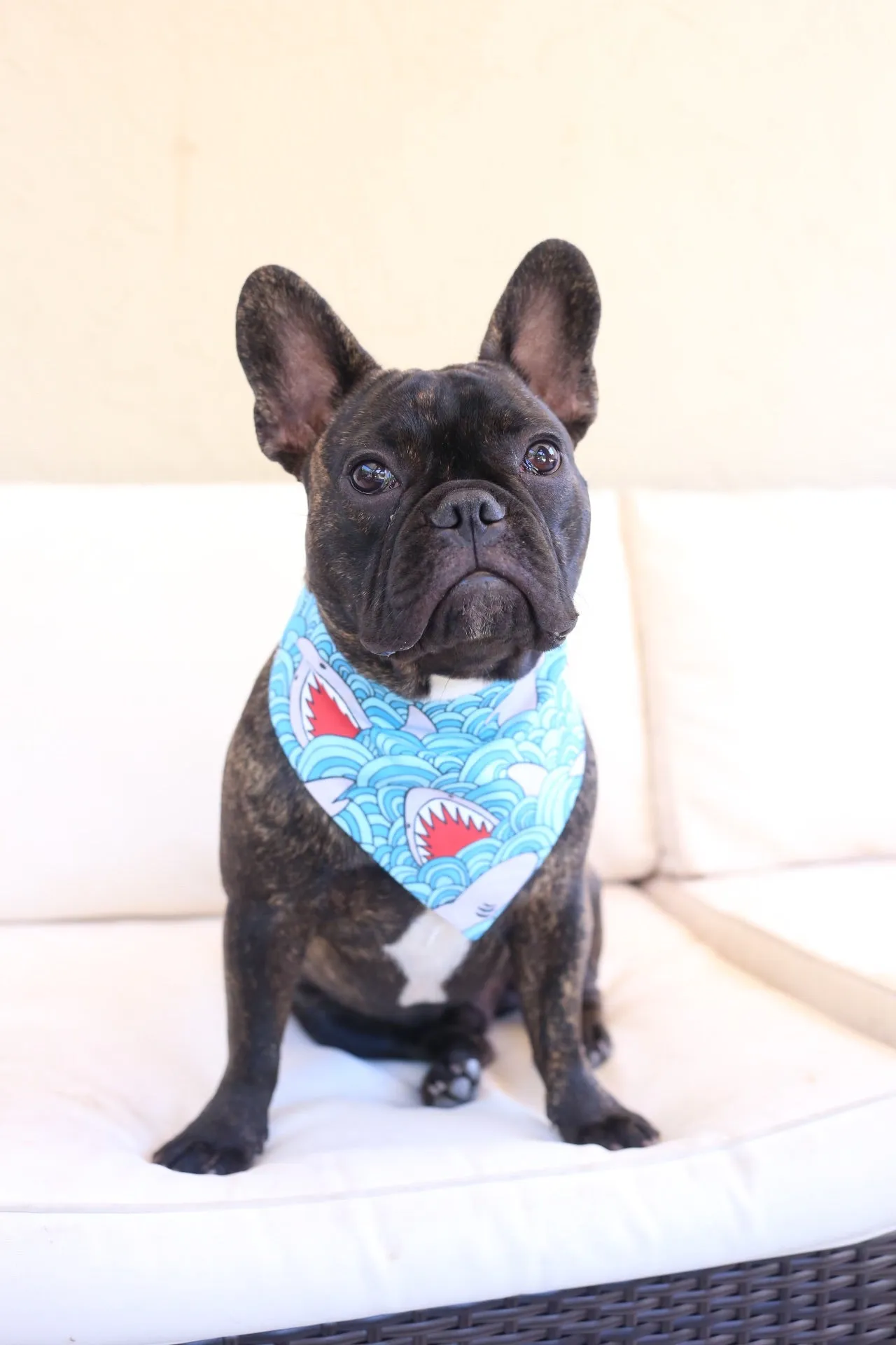 Jaws