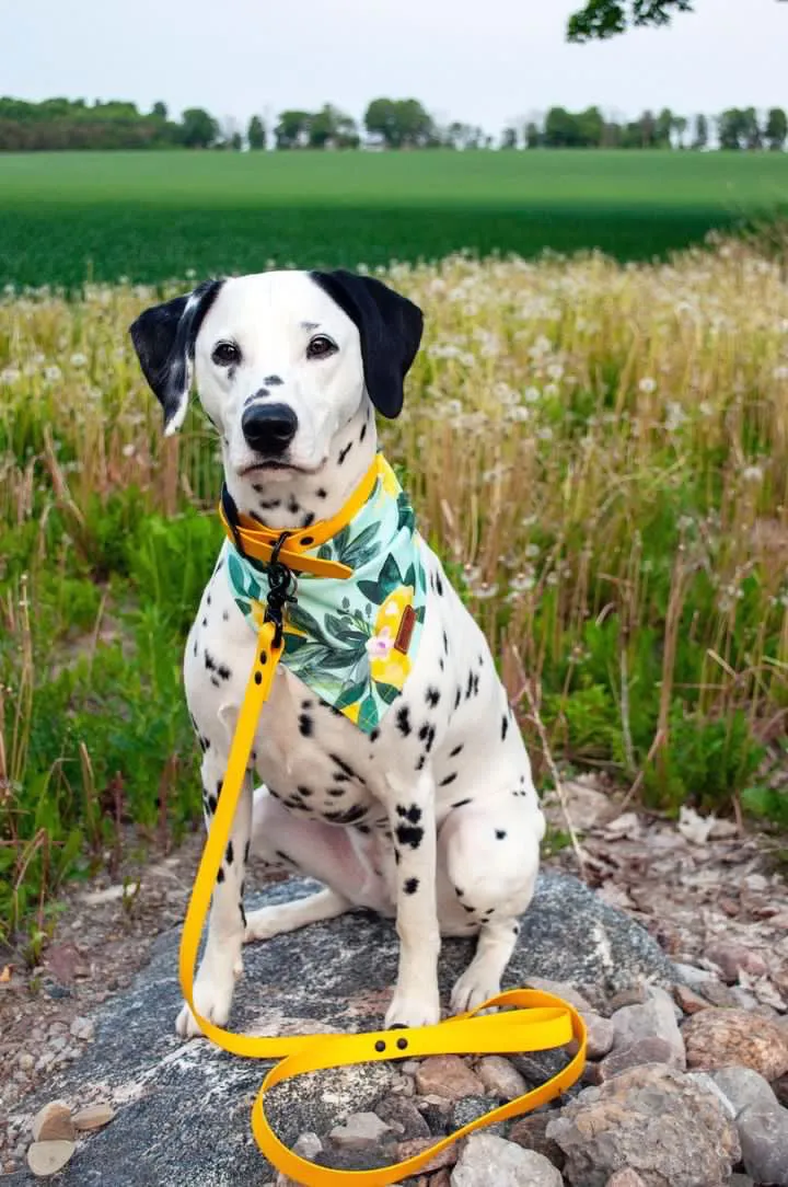 Lemons On Mint - Pet Bandana