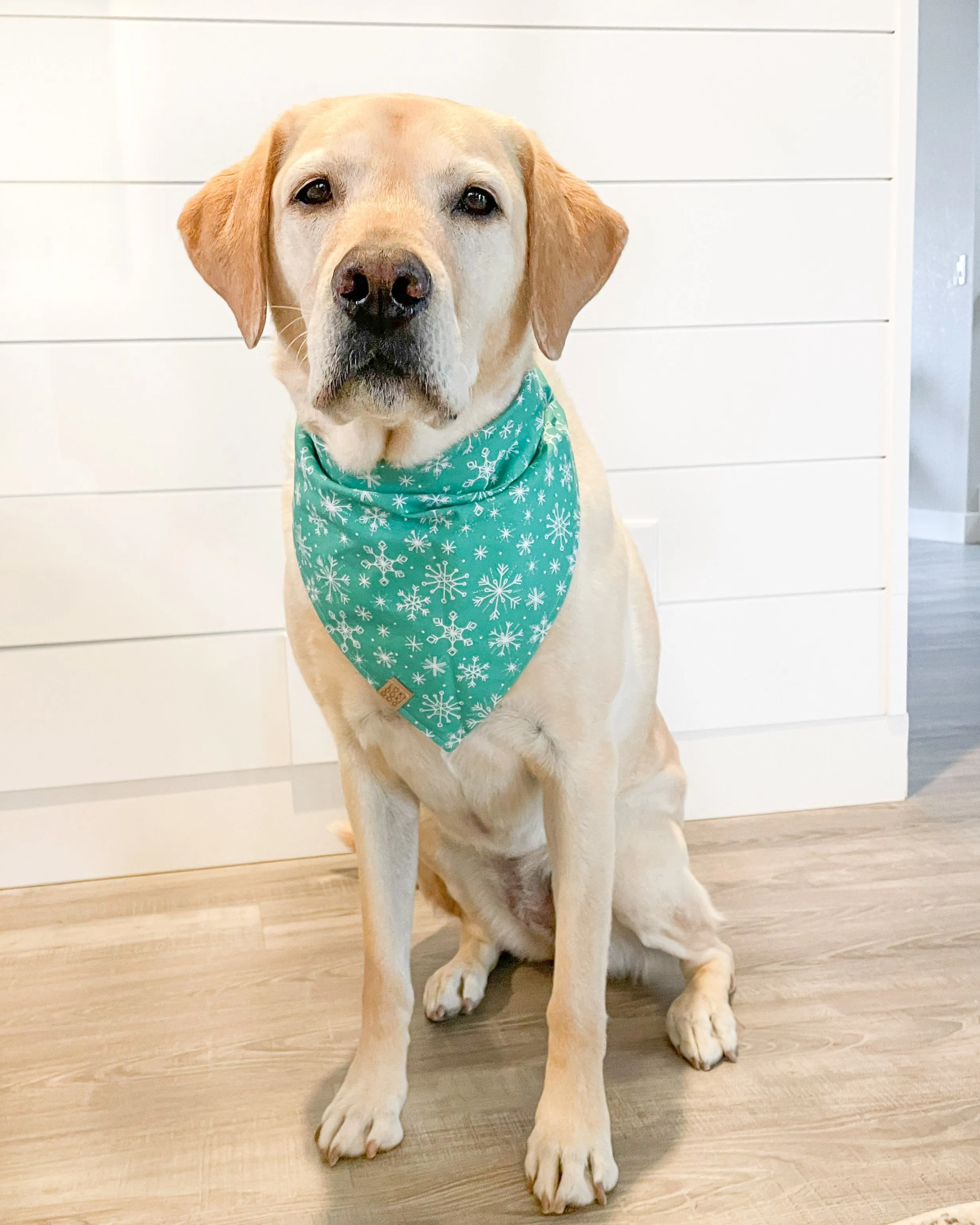 Let it Snow Dog Bandana