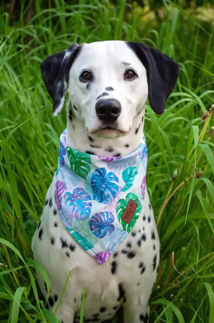Monstera - Pet Bandana
