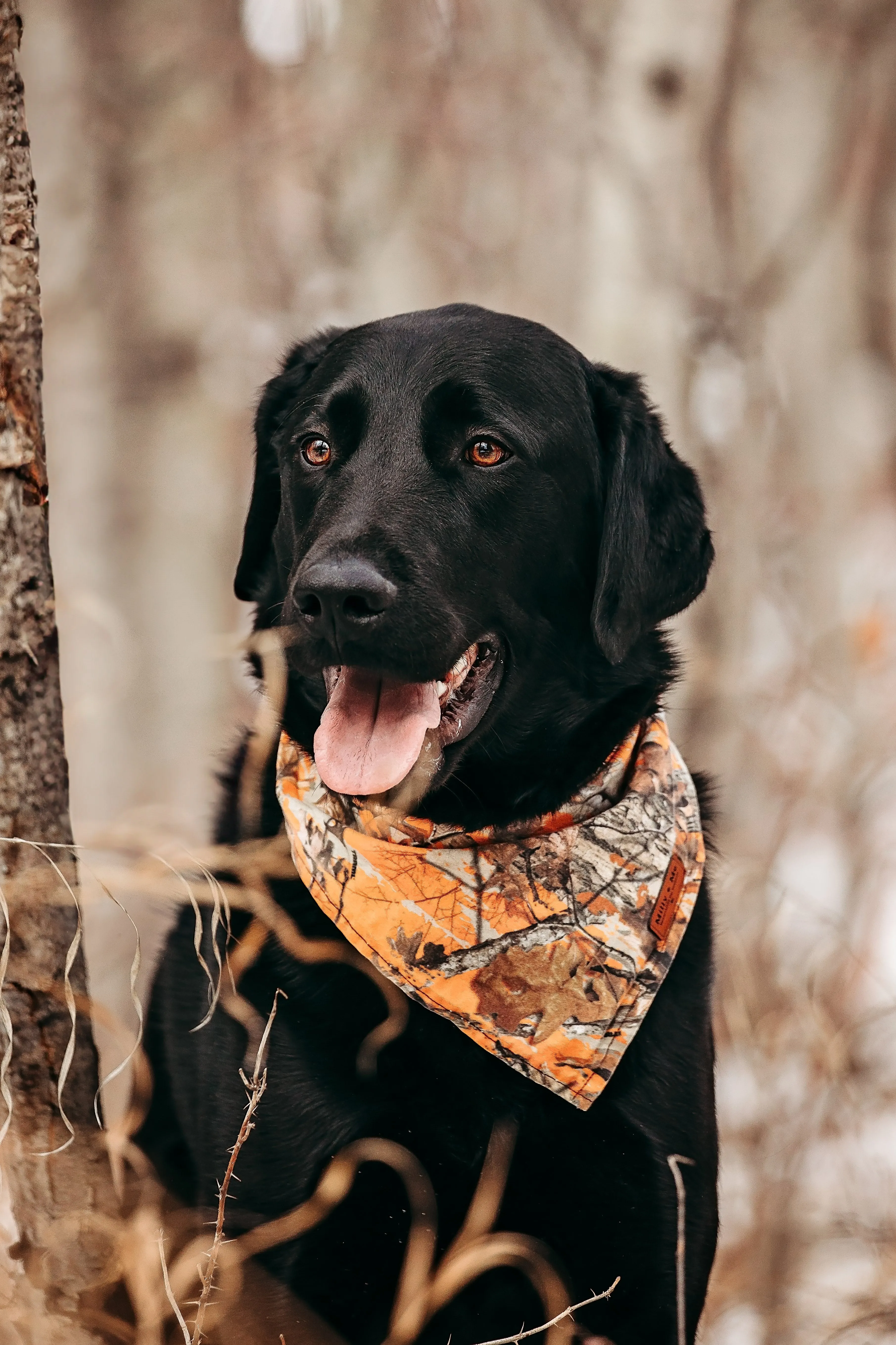 Orange Camo - Pet Bandana
