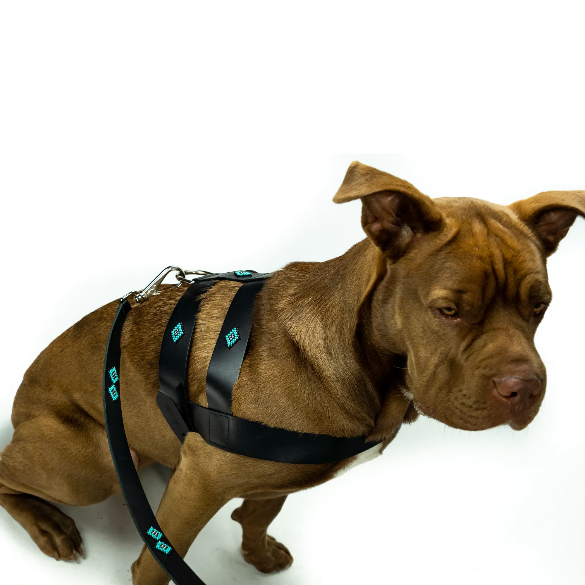 Sambboho Saint Barth Dog Harness & Leash Bundle