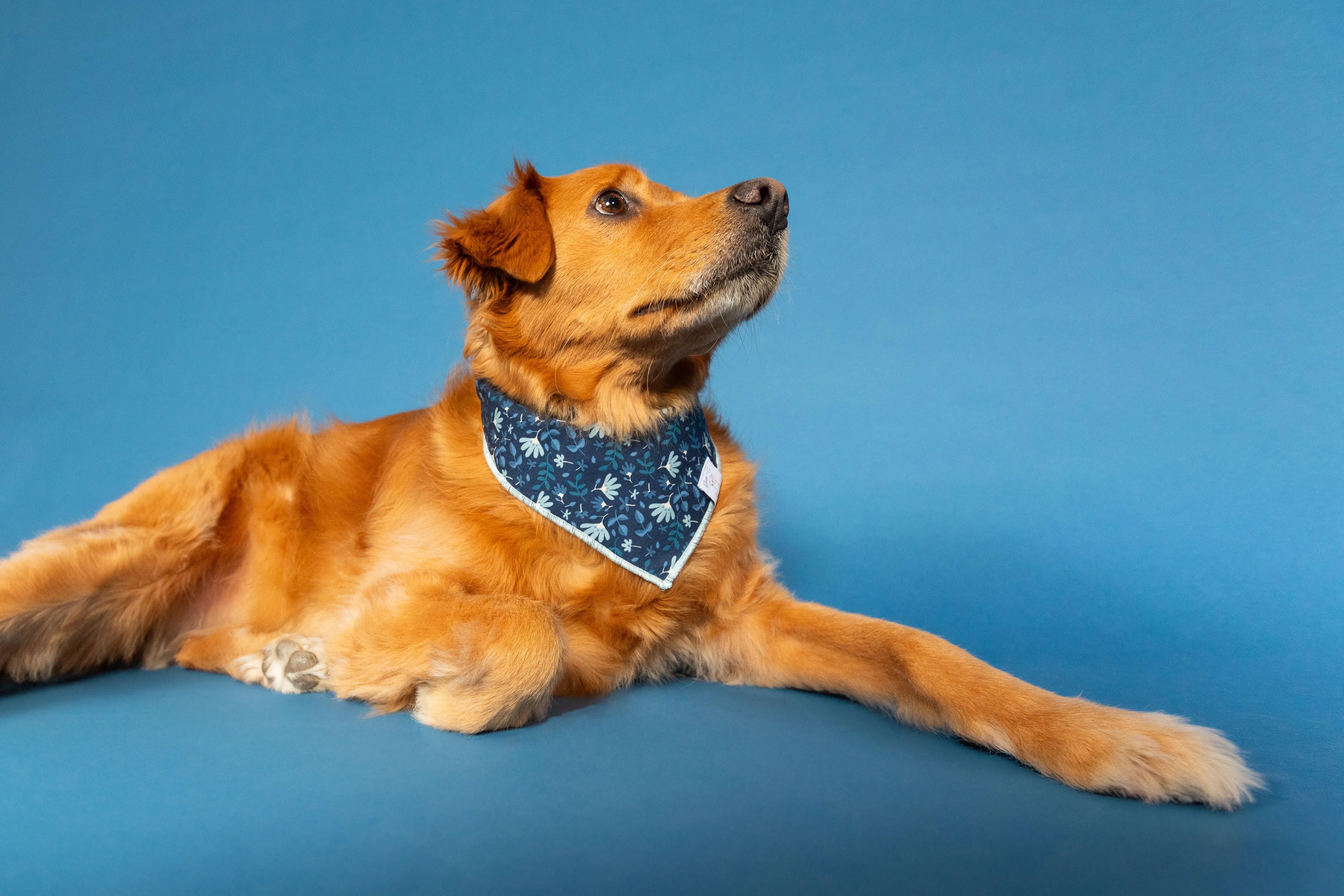 Sapphire Juliette Bandana