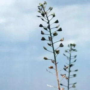 Shepherd's Purse Herb Organic