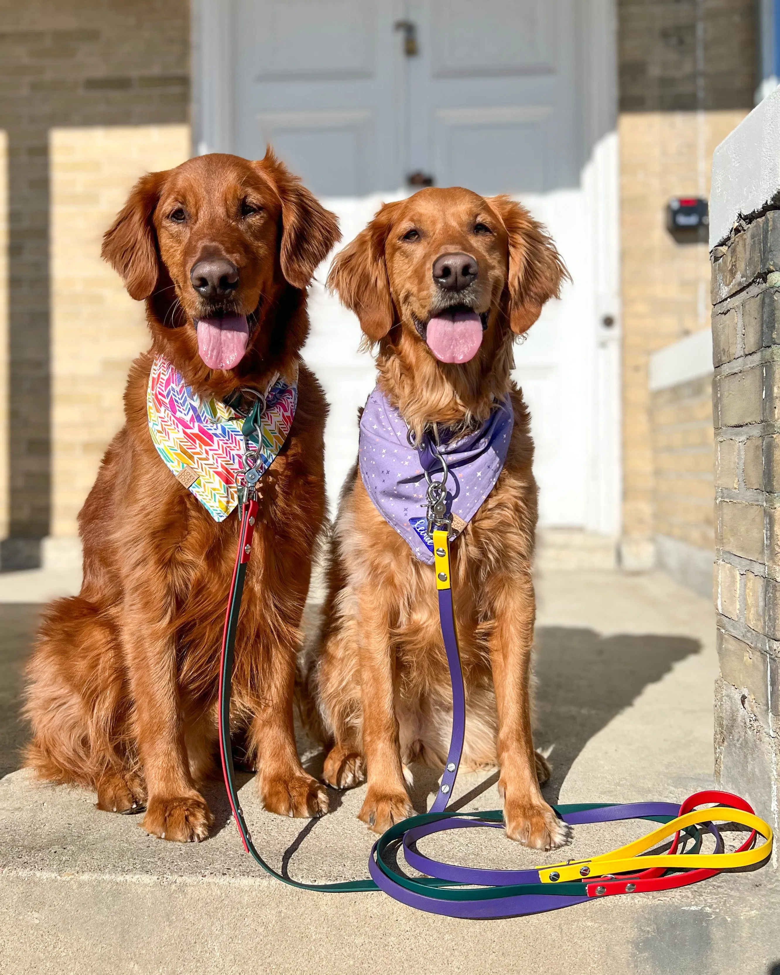 Sparkle & Shine Dog Bandana (Personalization Available)