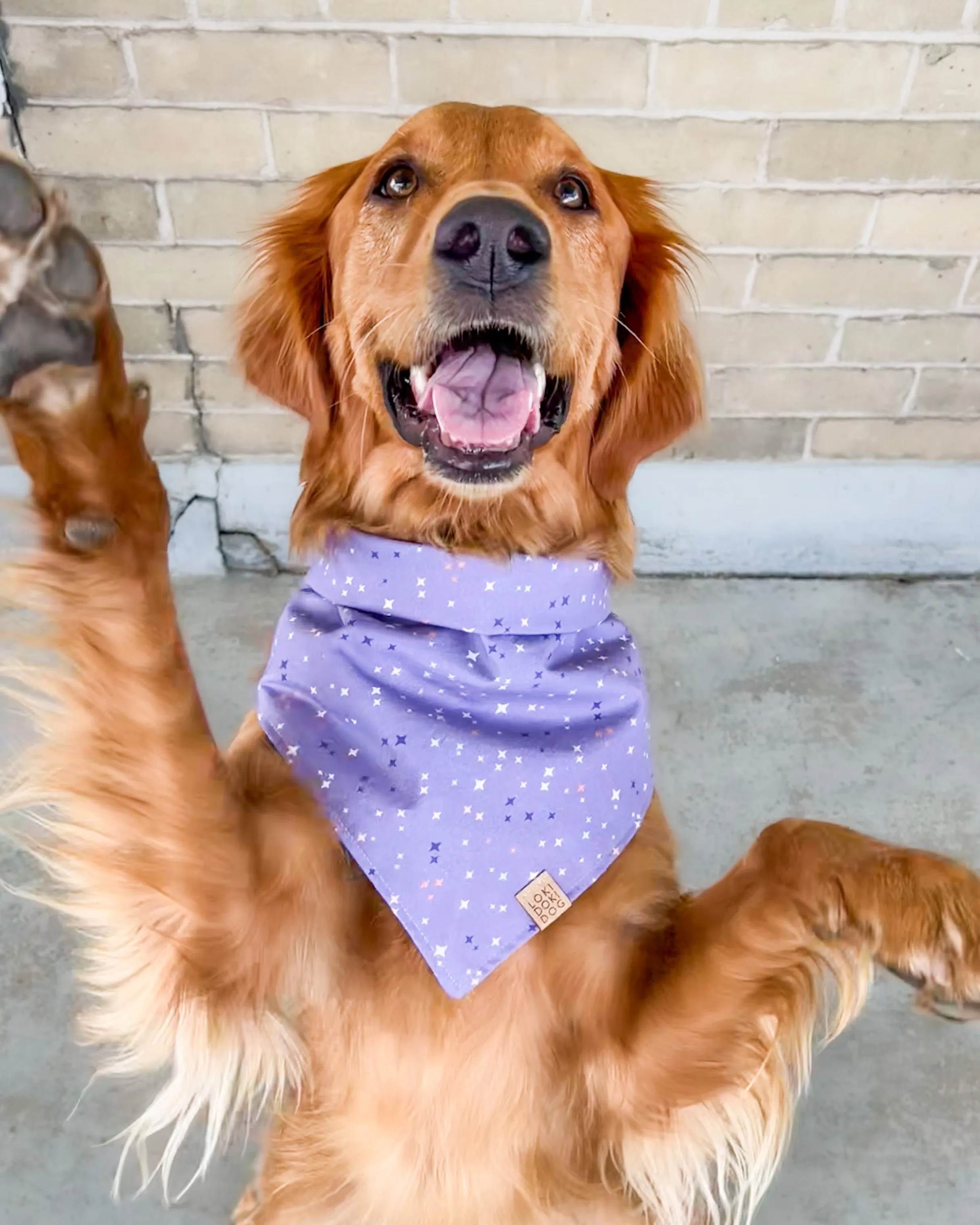 Sparkle & Shine Dog Bandana (Personalization Available)