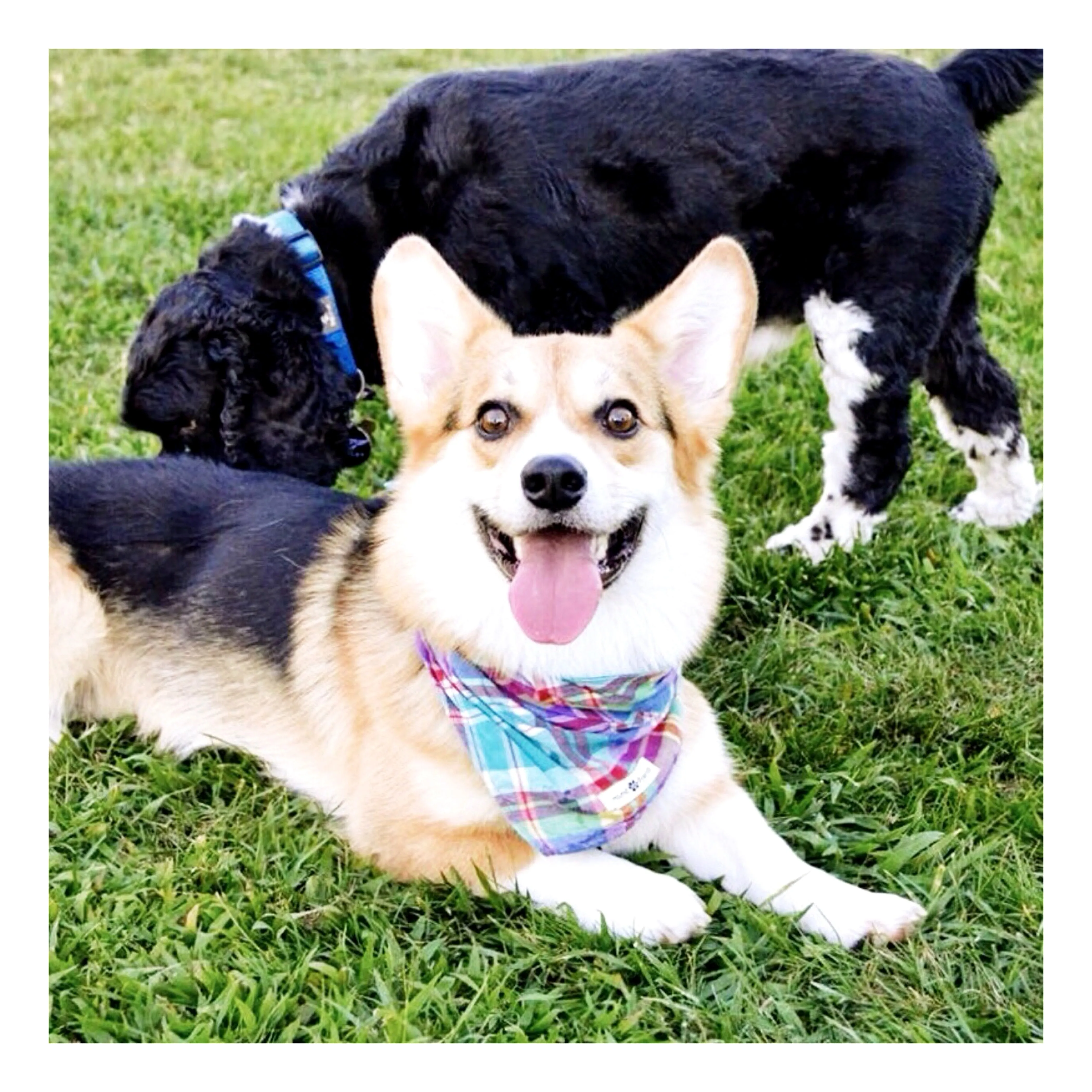 Stripes/Plaids Bandana Bundles