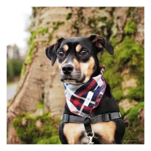 Stripes/Plaids Bandana Bundles