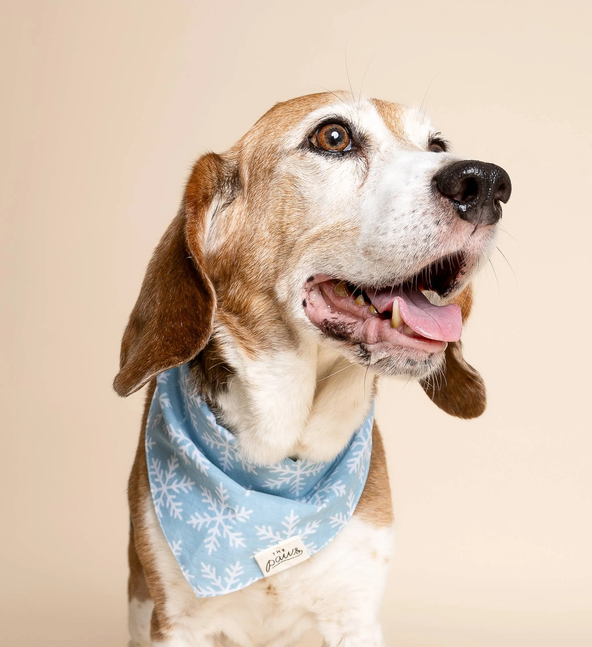 The Paws - Frozen Winter Dog Bandana
