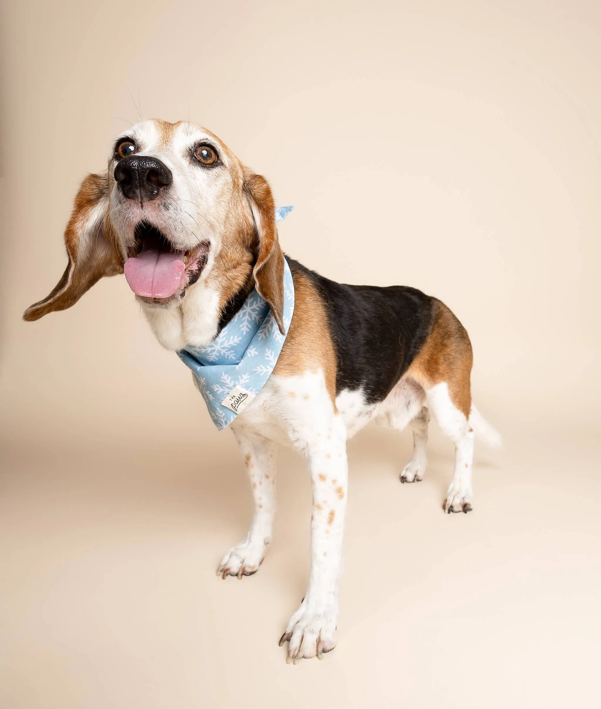 The Paws - Frozen Winter Dog Bandana