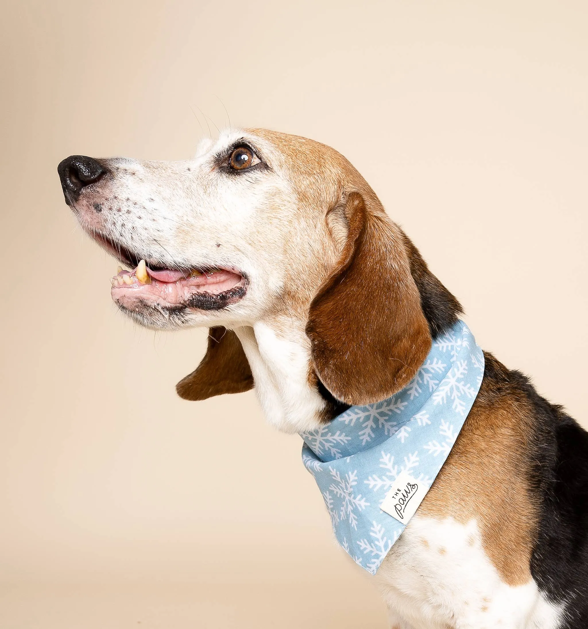 The Paws - Frozen Winter Dog Bandana