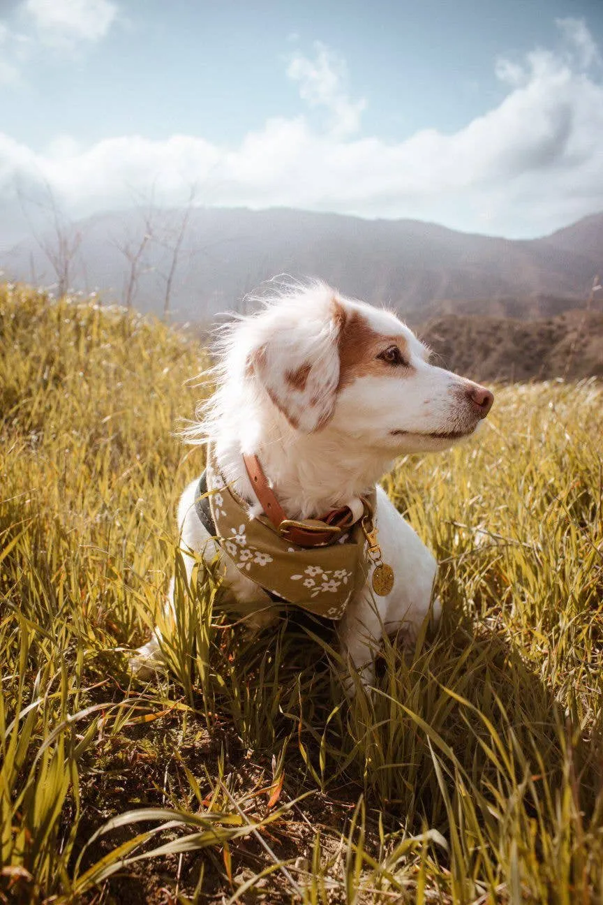 The Paws - Pippin Dog Bandana