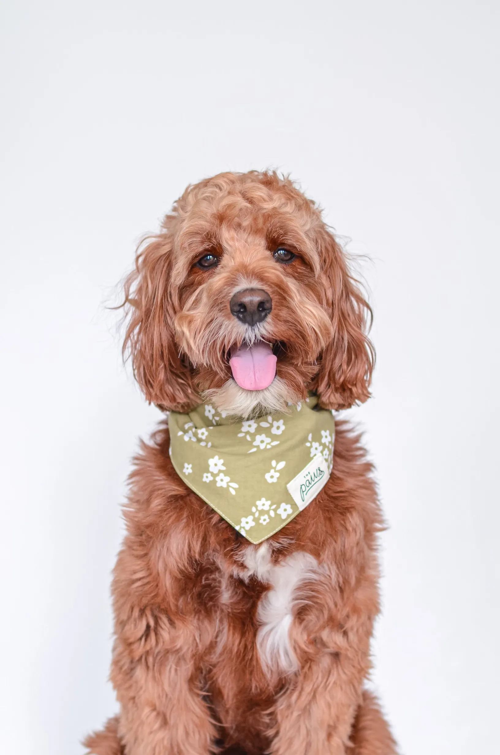 The Paws - Pippin Dog Bandana