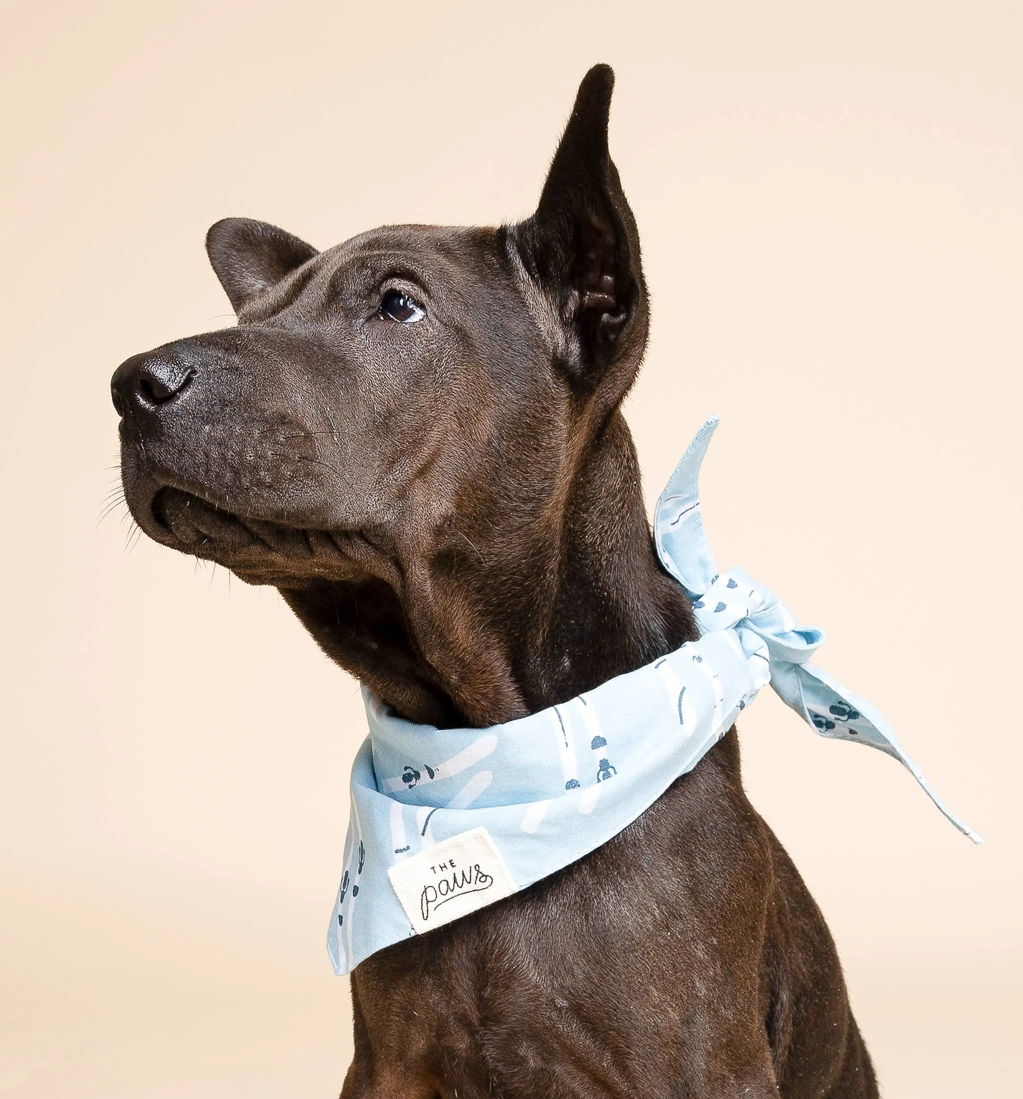 The Paws - Ski Winter Dog Bandana