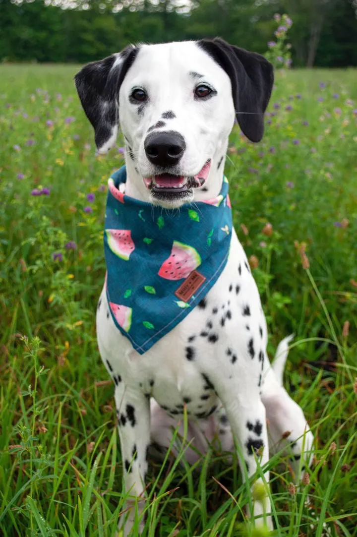 Watermelons - Pet Bandana
